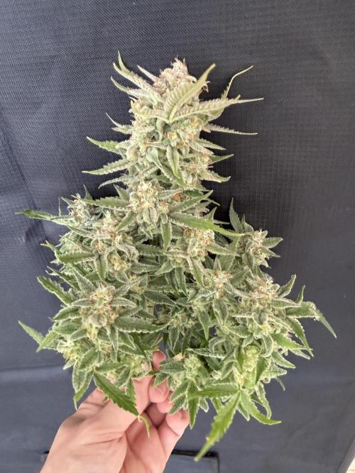 🍋🥤⬆️. Week 12