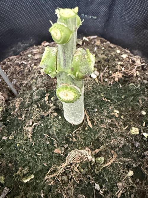 🍋🥤⬆️. Week 12