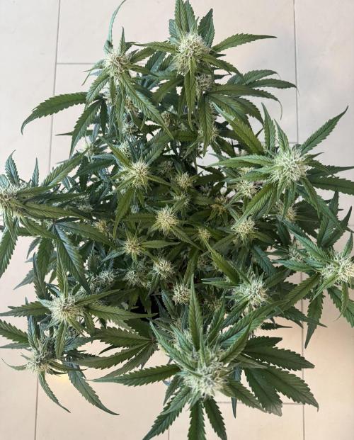 ❄️‼️. Week 9 - D57