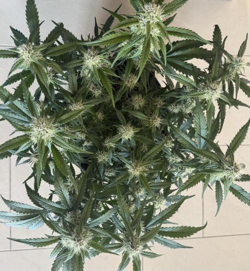❄️‼️. Week 9 - D58