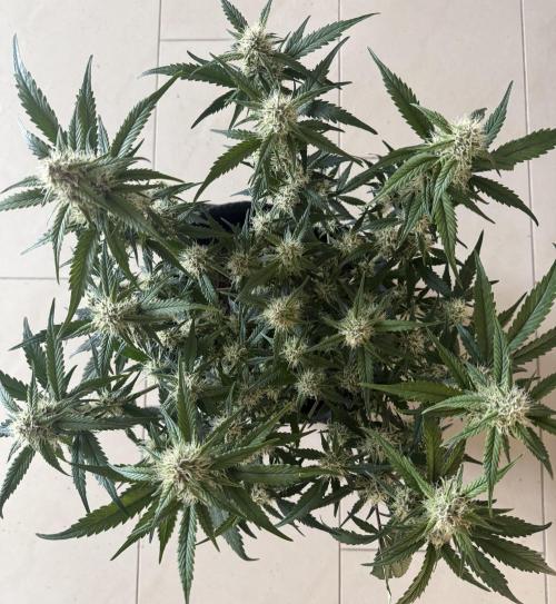 ❄️‼️. Week 9 - D59