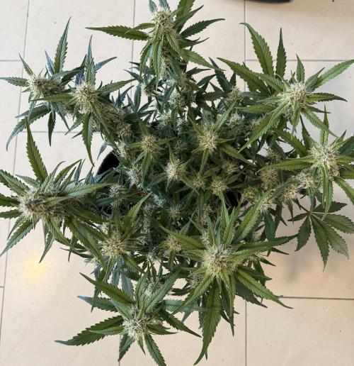 ❄️‼️. Week 9 - D60