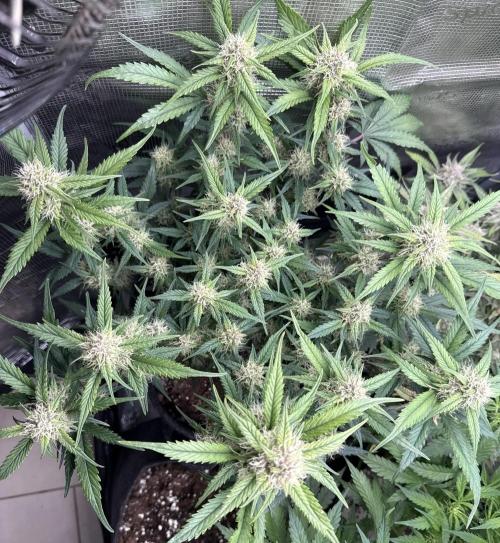 ❄️‼️. Week 9 - D61