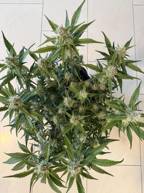 ❄️‼️. Week 9 - D62