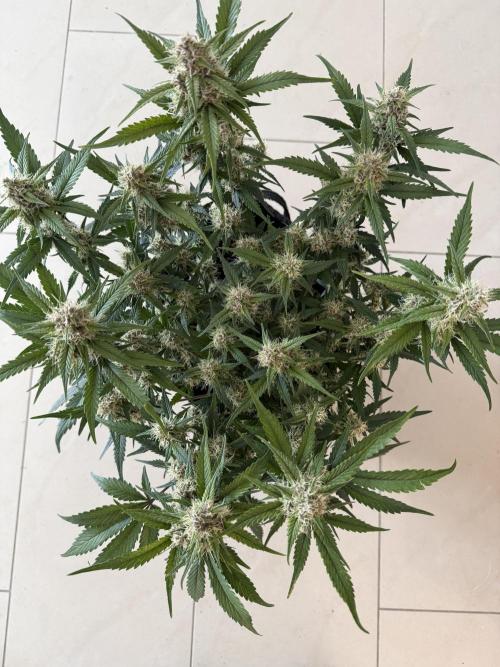 ❄️‼️. Week 9 - D63