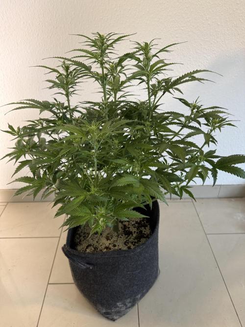 🦍🍪. Week 8 - D50