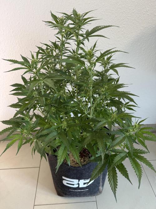 🦍🍪. Week 8 - D51