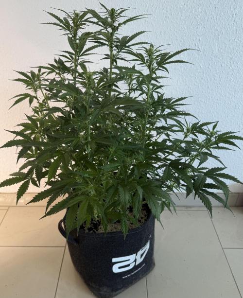 🦍🍪. Week 8 - D52
