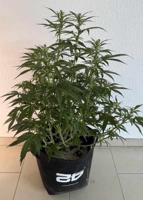 🦍🍪. Week 8 - D53