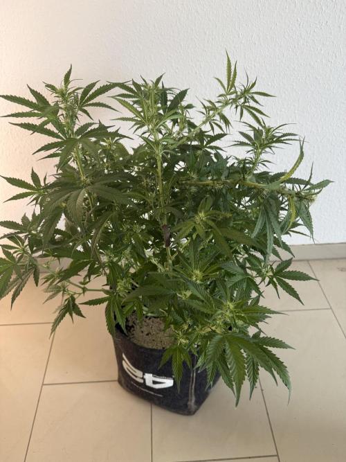 🦍🍪. Week 8 - D54