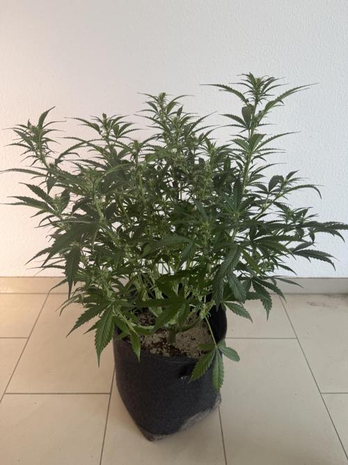 🦍🍪. Week 8 - D55