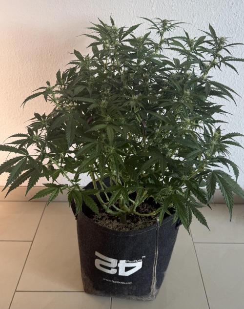 🦍🍪. Week 8 - D56
