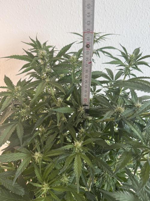🦍🍪. Week 8