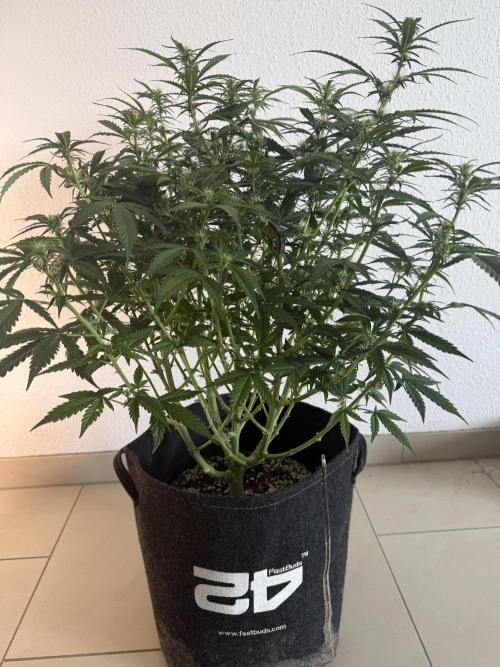 🦍🍪. Week 8