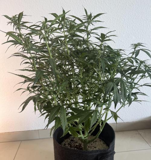 🦍🍪. Week 8