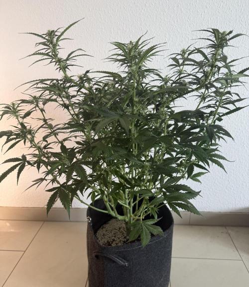 🦍🍪. Week 8