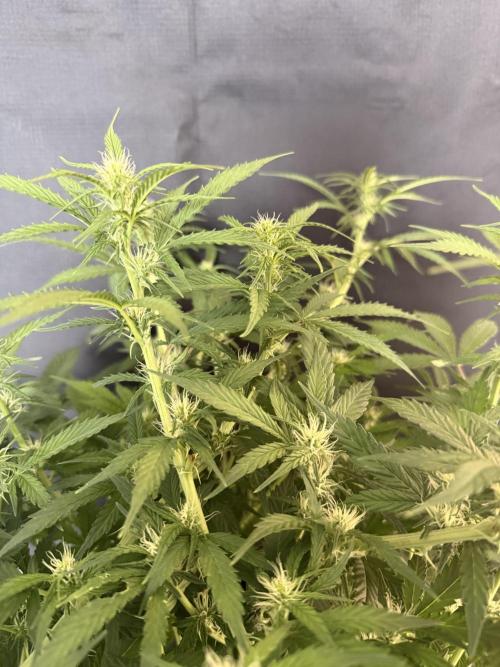 🦍🍪. Week 8
