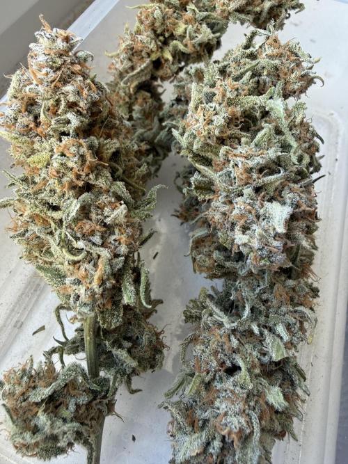 🍋🥤⬆️. Week 12