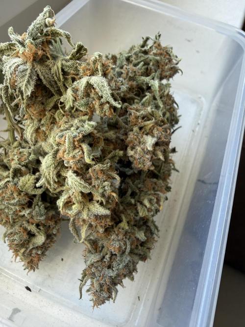 🍋🥤⬆️. Week 12