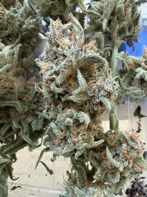 🍋🥤⬆️. Week 12