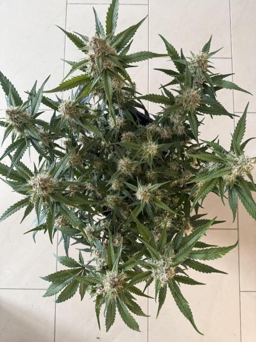 ❄️‼️. Week 10 - D64