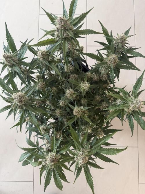 ❄️‼️. Week 10 - D65