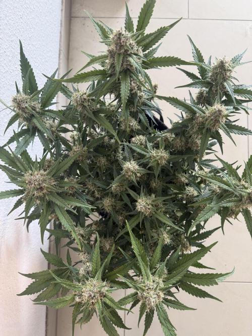 ❄️‼️. Week 10 - D66