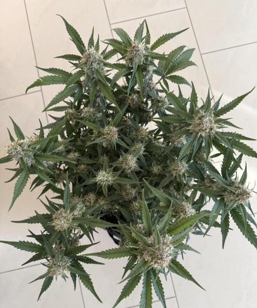 ❄️‼️. Week 10 - D67