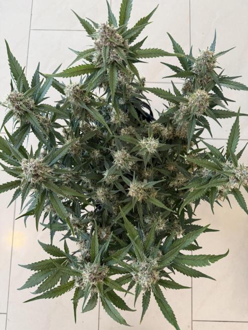 ❄️‼️. Week 10 - D68