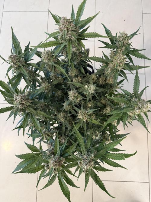❄️‼️. Week 10 - D70