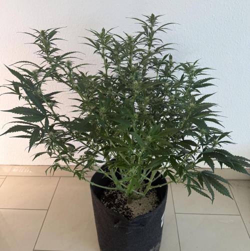 🦍🍪. Week 9 - D57