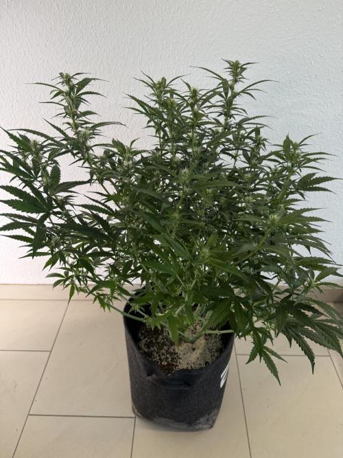 🦍🍪. Week 9 - D58