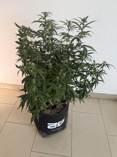🦍🍪. Week 9 - D59