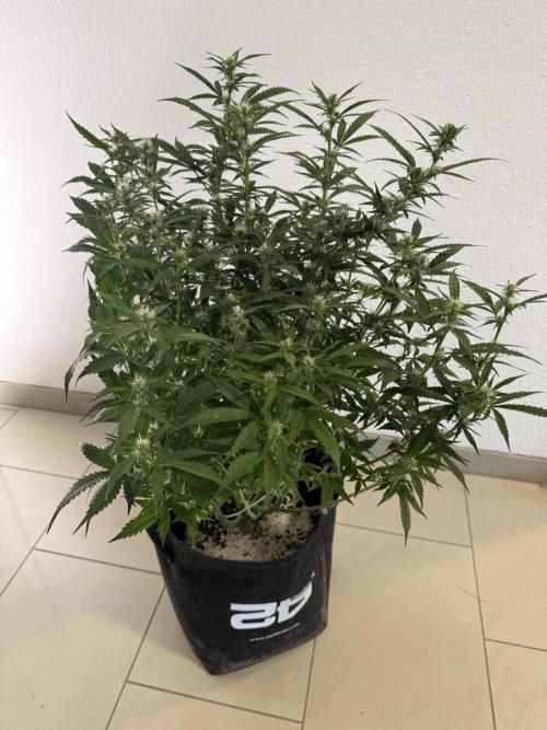 🦍🍪. Week 9 - D60