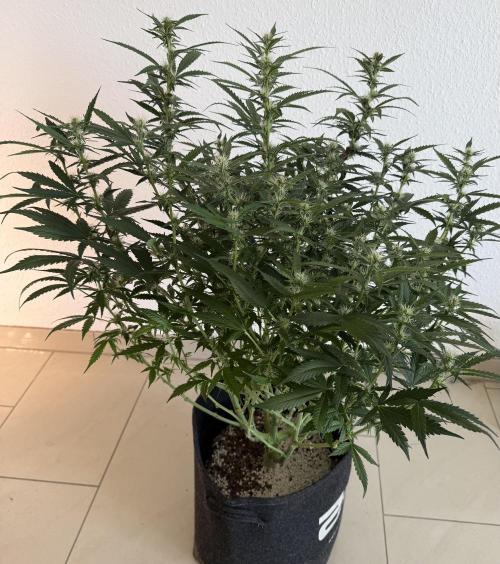 🦍🍪. Week 9 - D61