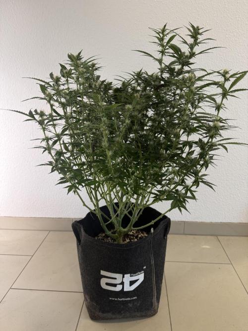🦍🍪. Week 9 - D63