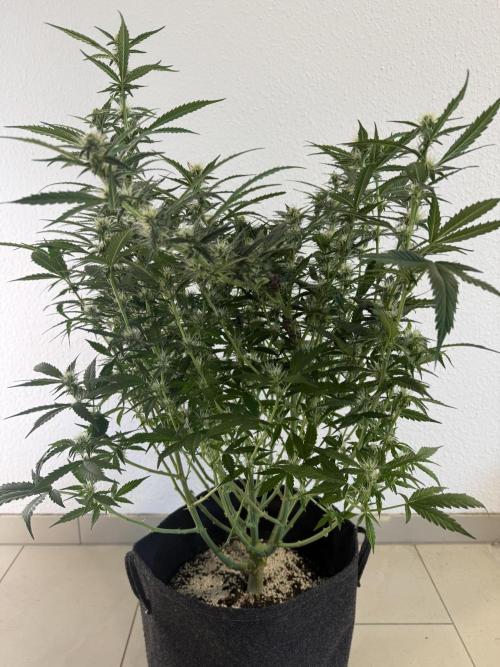 🦍🍪. Week 9