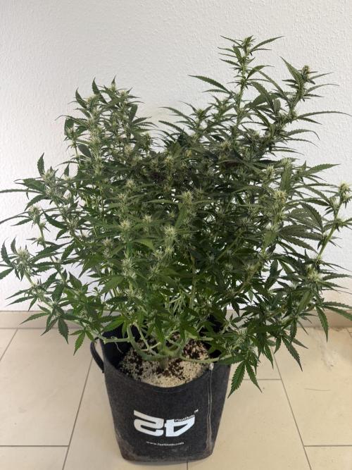 🦍🍪. Week 9