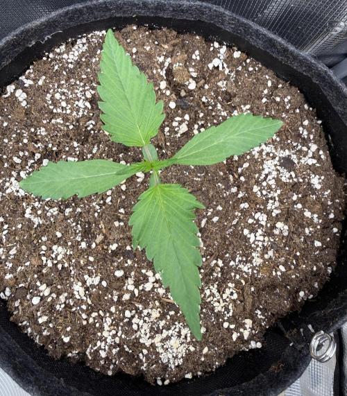 🍈🍦. Week 2 - D13