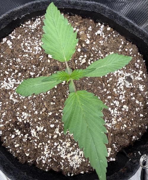 🍈🍦. Week 2 - D14