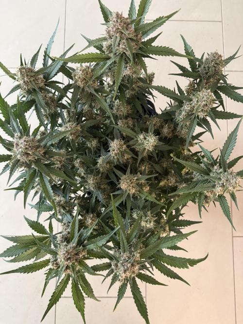 ❄️‼️. Week 11 - D72