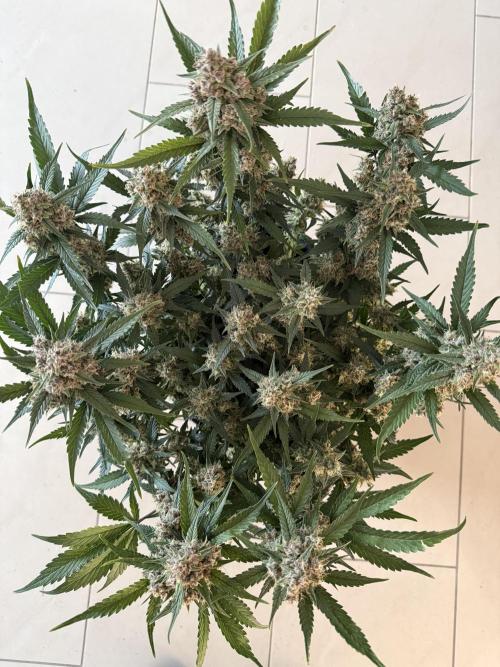 ❄️‼️. Week 11 - D74