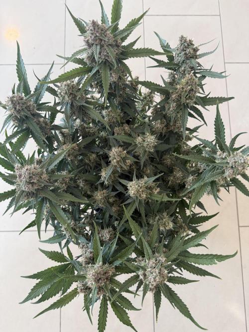 ❄️‼️. Week 11 - D75