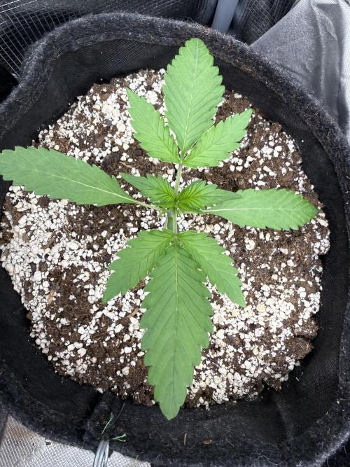 Ⓜ️❄️‼️. Week 2 - D14