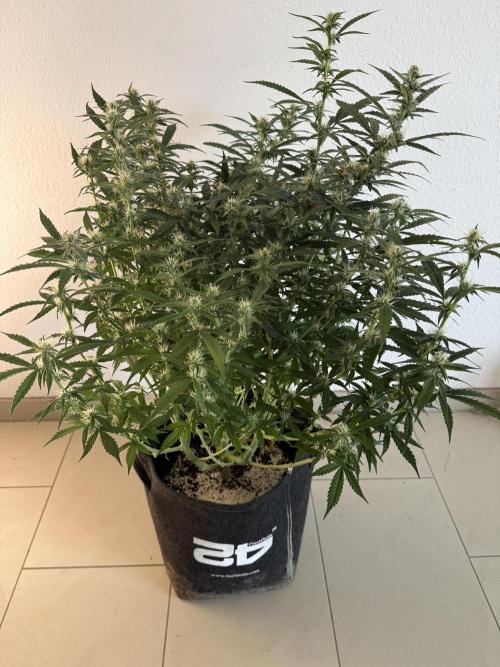 🦍🍪. Week 10 - D64