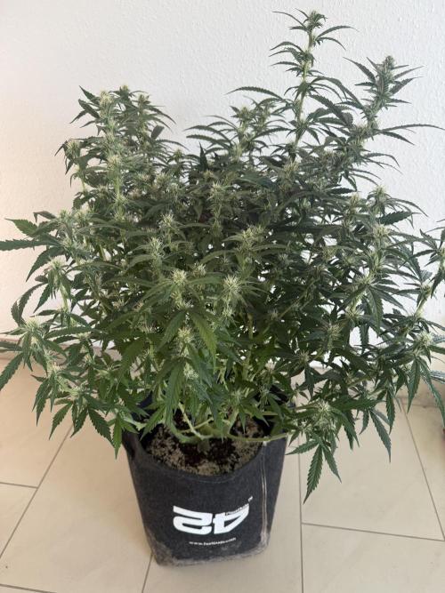 🦍🍪. Week 10 - D65
