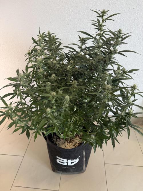🦍🍪. Week 10 - D66