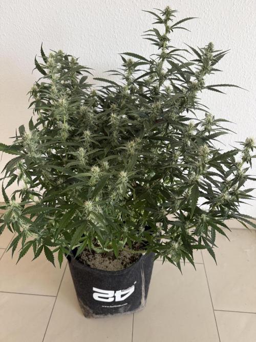 🦍🍪. Week 10 - D67