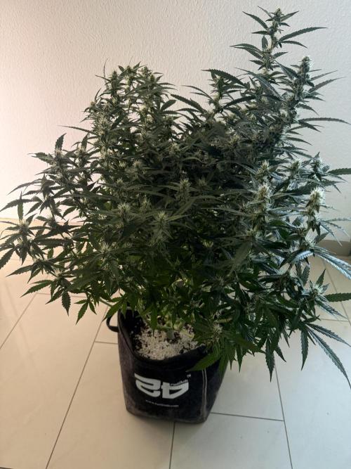 🦍🍪. Week 10 - D68