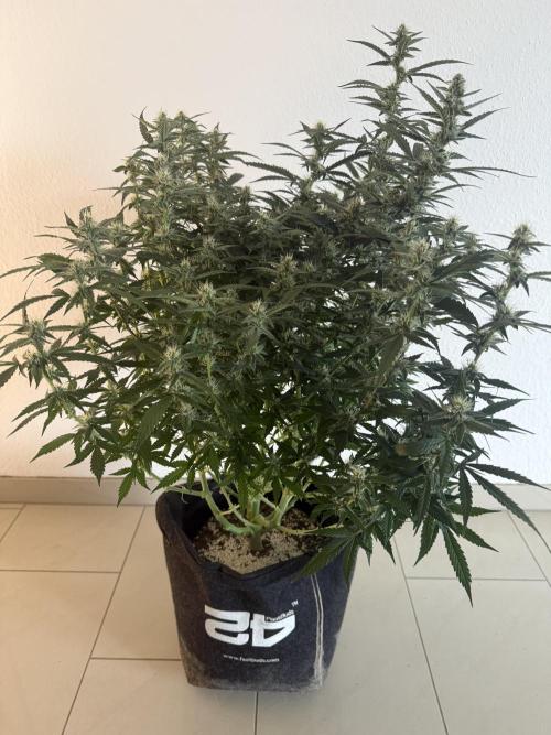 🦍🍪. Week 10 - D69